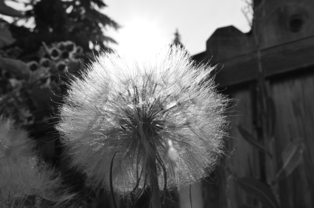 Tonal Balancing Photography