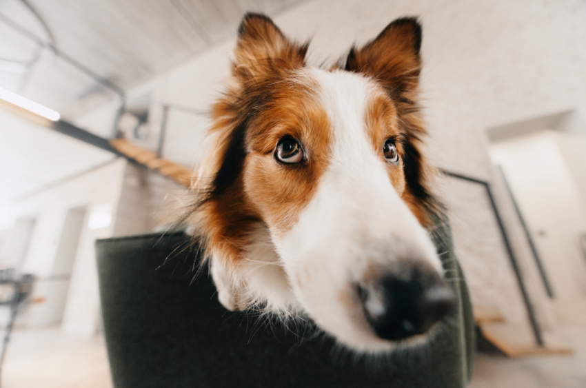 Best Lens for Pet Photography