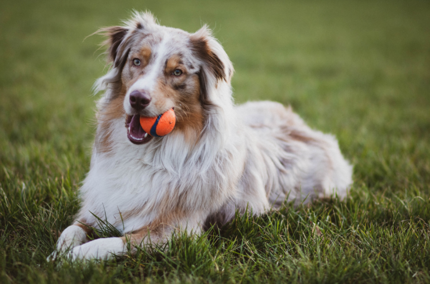 Camera Settings for Pet Photography