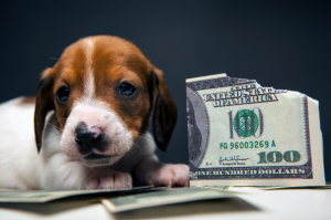 Is Pet Photography Profitable