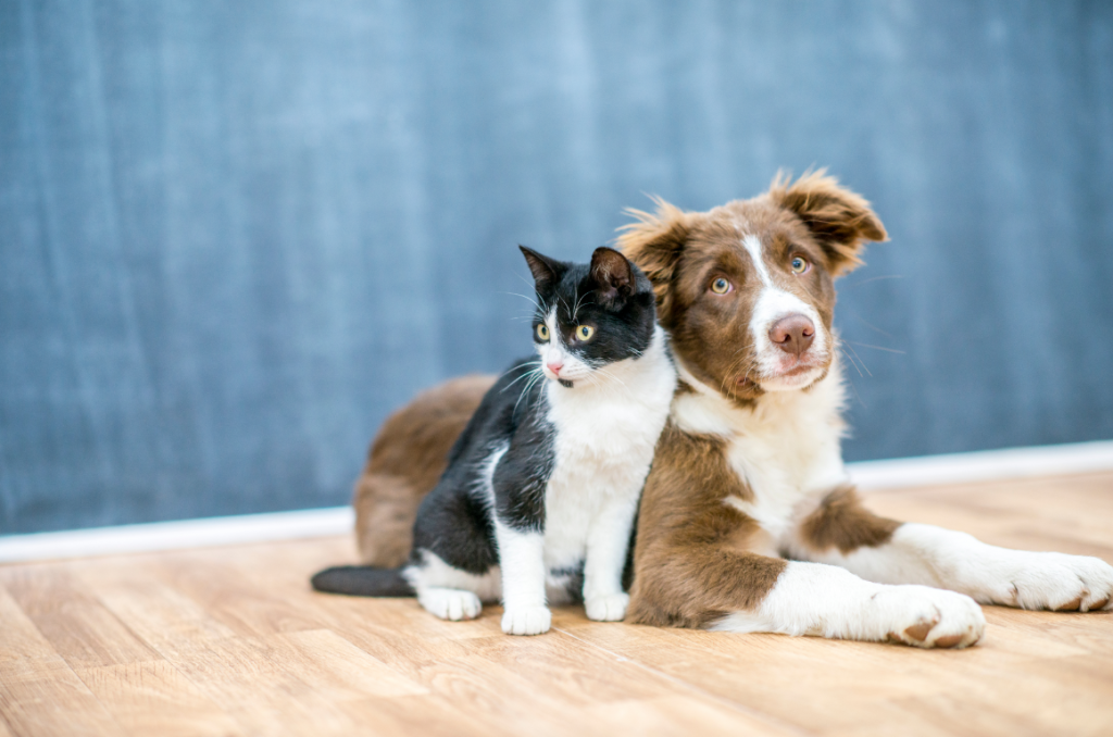 Lighting for Pet Photography